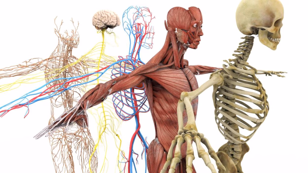 Mind-Blowing Facts About the Human Body You Were Never Taught in School