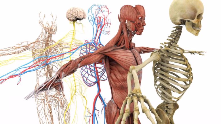Mind-Blowing Facts About the Human Body You Were Never Taught in School